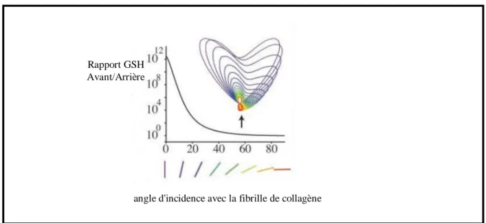 Figure 3.8 Rapport de signal avant/arrière en fonction de l'angle d'une fibrille de collagène avec l'incidence de la fondamentale