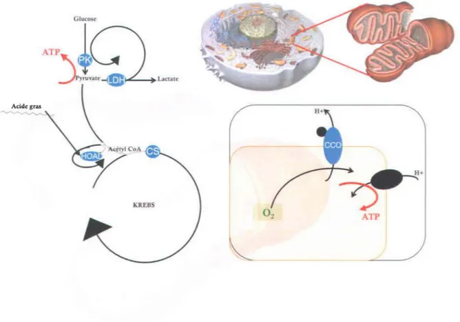 Figure  1.  Représentation  simplifiée  des  voies  métaboliques  du  catabolisme  chez  le  poisson  indiquant  certaines  des  enzymes  étudiées
