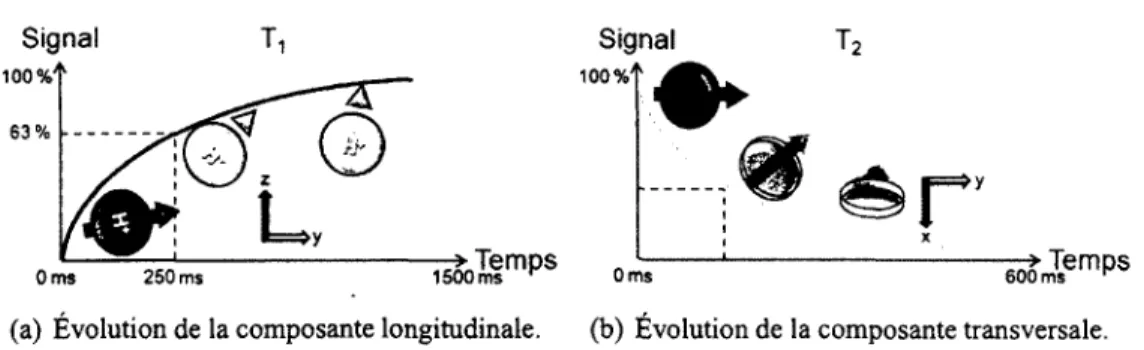 Figure 1.22 - Évolution des composantes de la précession lors de la relaxation. 