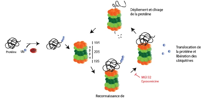 Figure  4 :  Voie  de  dégradation  du  protéasome.  Les  protéines  polyubiquitinées  sont  recrutées  au  protéasome 26S