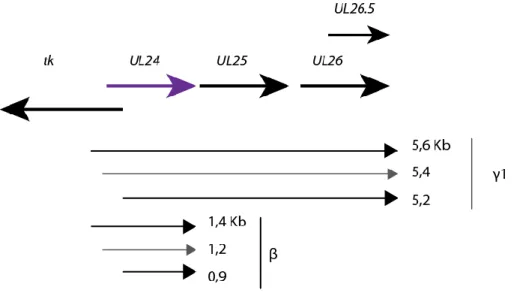 Figure 6 : Représentation graphique de la région génomique d’UL24 d’HSV-1 et de ses transcrits