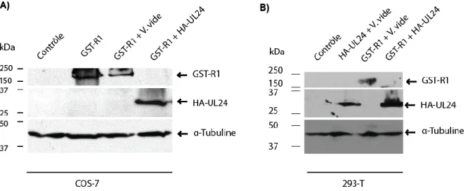 Figure 7: Effet d’HA-UL24 sur l’expression de la protéine GST-R1. A) Analyse par immunobuvardage  des protéines récoltées de cellules COS-7 transfectées pendant 48h avec les plasmides  pLBPfl-GST-R1,  pLBPfl-GST-R1  +  pLBPfl,  pLBPfl-GST-R1  +  pLBPfl-HA-