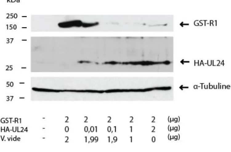 Figure  8:  Effet  de  différentes  quantités  de  plasmide  pLBPfl  HAUL24 sur  les  niveaux  de  GST-R1