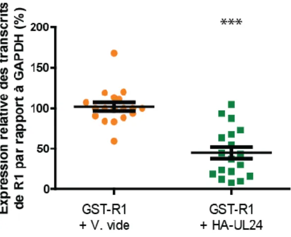 Figure  14:  Quantification  par  PCR  en  temps  réel  des  ADNc  de  R1.  Les  ADNc  ont  été  générés  par  transfection  transitoires  de  cellules  COS-7  avec  les  plasmides  pLBPfl-GST-R1  +  le  plasmide  pLBPfl  ou  les  plasmides  pLBPfl-GST-R1 