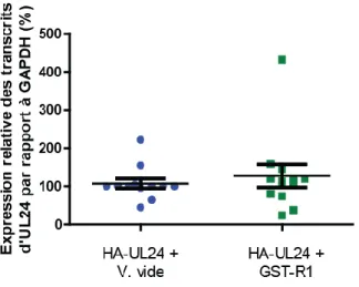Figure  15:  Quantification  par  PCR  en  temps  réel  des  ADNc  de  UL24.  Les  ADNc  sont  générés  par  transfection transitoire de cellules COS-7 avec les plasmides pLBPfl-HAUL24 + pLBPfl ou les plasmides  pLBPfl-HA-UL24 + pLBPfl-GST-R1
