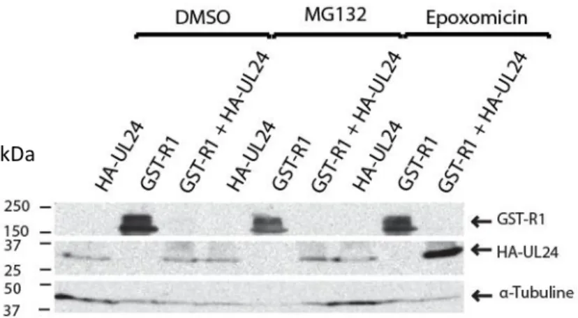 Figure  16:  Effet  de  l’inhibition  du  protéasome  sur  l’accumulation  de  GST-R1  en  présence  d’HA- d’HA-UL24