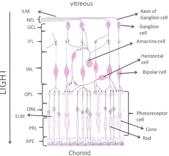 Figure 5.  Schematic of the retina. Different layers of the retina are inner Iimiting membrane  (ILM), nerve fiber layer (NFL), ganglion celllayer (GeL), inner plexiform layer (IPL), inner  nuclear layer (INL), outer plexiform layer (OPL), outer nuclear la