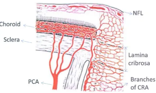 Figure 10. Blood supply to  the optic nerve head and the retina. Abbreviations are nerve fiber  layer (NFL), central retinal artery (CRA) and posterior ciliary artery (PCA)
