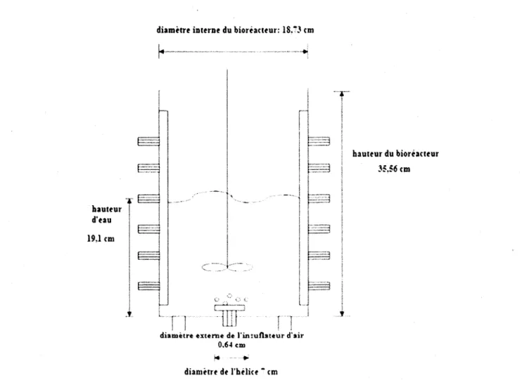 Figure 2.4 Structure sch6matique du bior6acteur i  boue activ6e conventionnelle