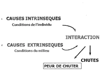 Figure 4. Modelé écologique des chutes