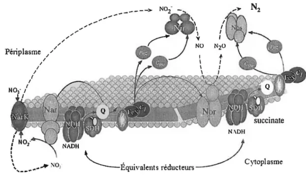 Figure 2.2 Chaine de transport des électrons lors de la dénitrification chez  Paracoccus denltrlficans