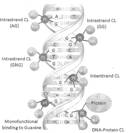 Fig.  1.2.  Schematic  for  the  formation  of various  cisplatin-DNA  adducts,  including  intrastrand  cross-links,  interstrand  cross-link,  DNA-Protein  cross-link  and  mono-functional  binding  to  guanine