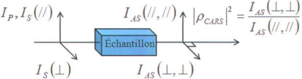 Figure 2.4 - Visualisation de la polarisation induite. 