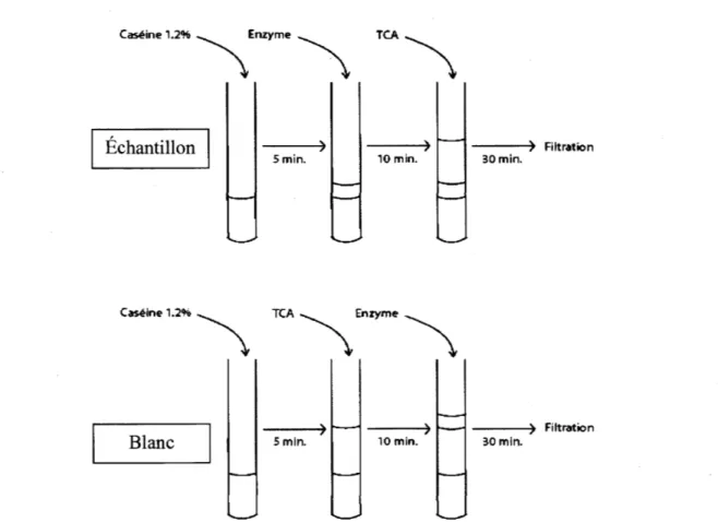 Figure 5  Étapes  de  la  méthode  pour  l'évaluation  de  l'activité  protéolytique  et  l'élaboration des blancs correspondants