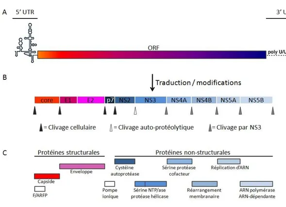 Figure 1 : Organisation du génome du VHC.  