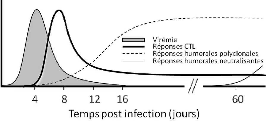 Figure 3 : Réponses immunitaires adaptatives développées contre l’infection aiguë par le LCMV