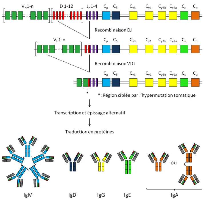 Figure 8 : Recombinaison somatique et synthèse de la chaîne lourde des immunoglobulines murines