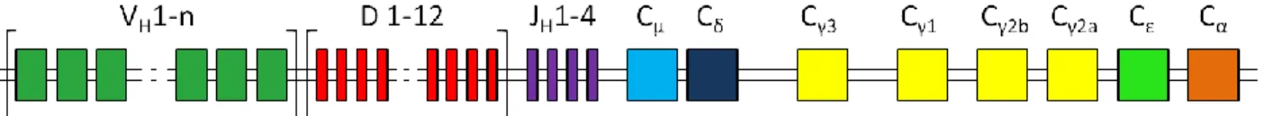 Figure 10 : Organisation génomique de la chaîne lourde des immunoglobulines de souris C57Bl/6