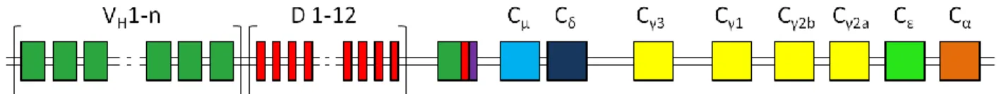Figure 11 : Organisation génomique de la chaîne lourde des immunoglobulines de souris QM