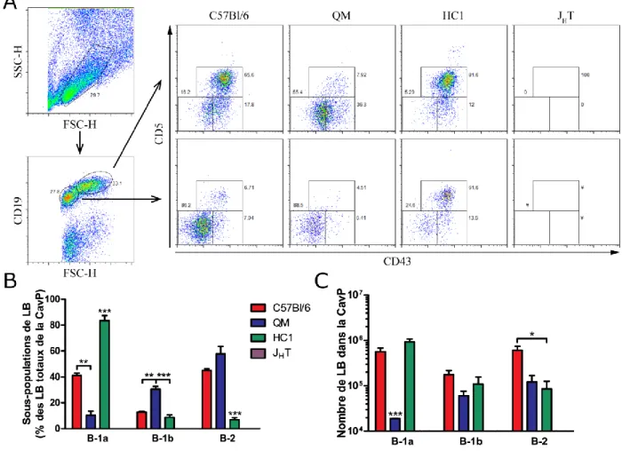 Figure 14 : Sous-populations de lymphocytes B trouvées dans la cavité péritonéale de souris naïves