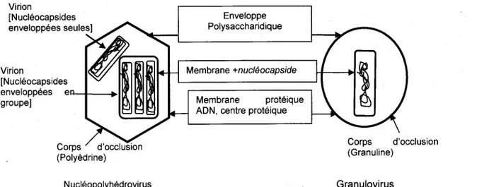 Figure 1.3: Représentation schématique des  nucléopolyhédrovirus (NPV) et  d'un  granulovirus (GV) de  la tordeuse de bourgeon d'épinette (Modifié de la source: Basil, 2003).