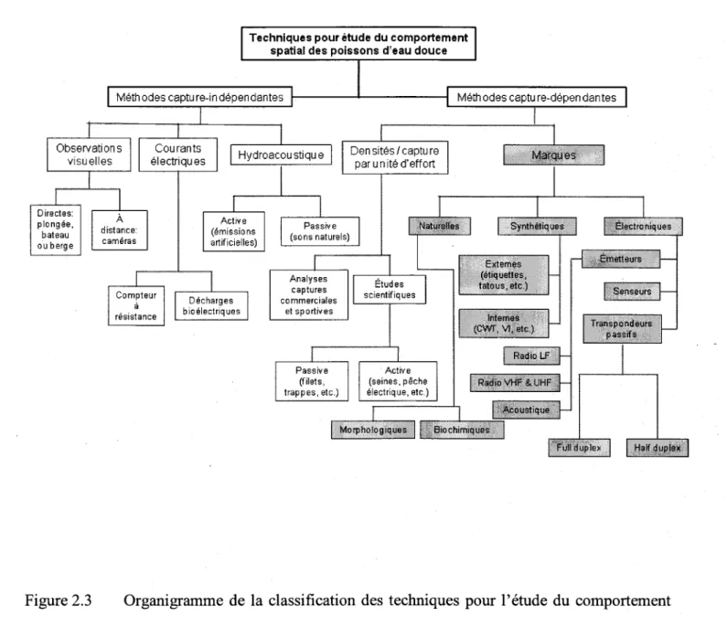 Figure  2.3 Organigramme de la classification des techniques pour l'étude  du compoftement spatial  des  poissons  d'eau  douce  et  saumâtre