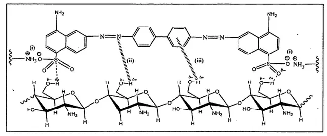 Figure 5. Interactions possibles entre des chaînes de chitosane et le colorant Rouge Congo
