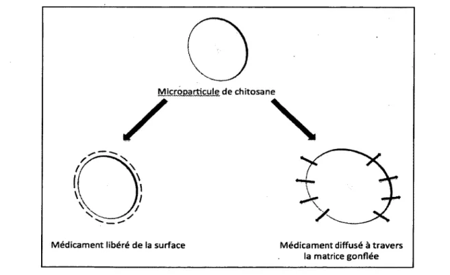Figure 6. Mécanismes de libération de médicament à partir d’une  particule de chitosane
