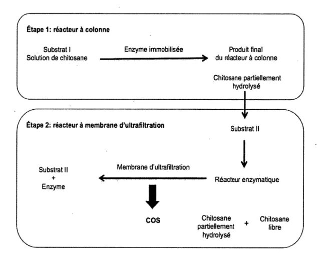 Figure 9. Mécanisme d’hydrolyse de chitosane par le système à double réacteur