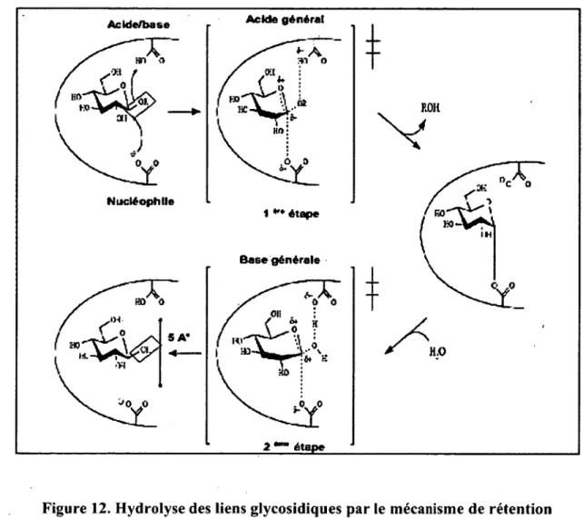 Figure 12. Hydrolyse des liens glycosidiques par le mécanisme de rétention