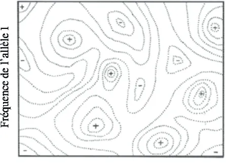 Figure 1.1   Paysage  adaptatif  de  Wright  pour  deux  allèles.  Les  +  représentent  de  hautes  valeurs adaptatives, et les 