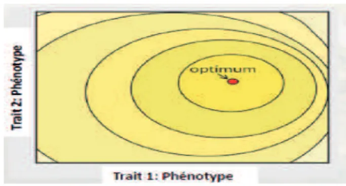 Figure 1.2   Paysage phénotypique de Simpson pour deux traits phénotypiques.  Les lignes  relient  les  points  pour  lesquels  la  valeur  adaptative  est  égale