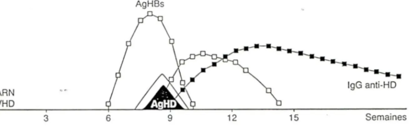 Figure  1:  Marqueurs  sérologiques  d'une  co-infection  VHBNHD.  Après  deux  à  six  semaines  d'infection,  la  présence  d'AgHBs  et  d'IgM  anti-HBc  de  titre  élevé  et  des  marqueurs du VHD indique une co-infection