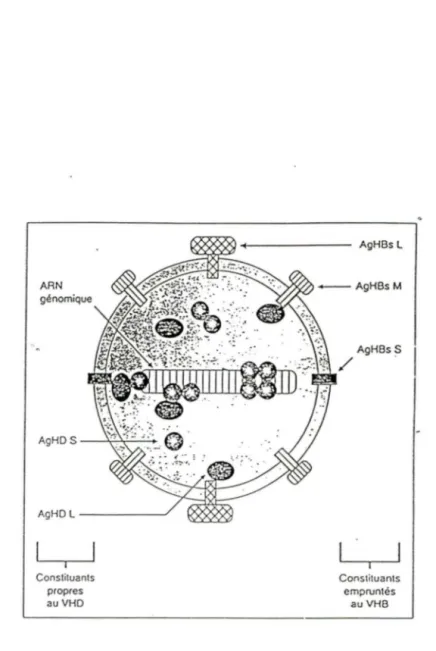 Figure 3: Structure de la particule virale  delta.  Les AgHBs, M  et L sont les protéines  .du  VHB  formant  l'enveloppe  du  virus  de  l'hépatite  D