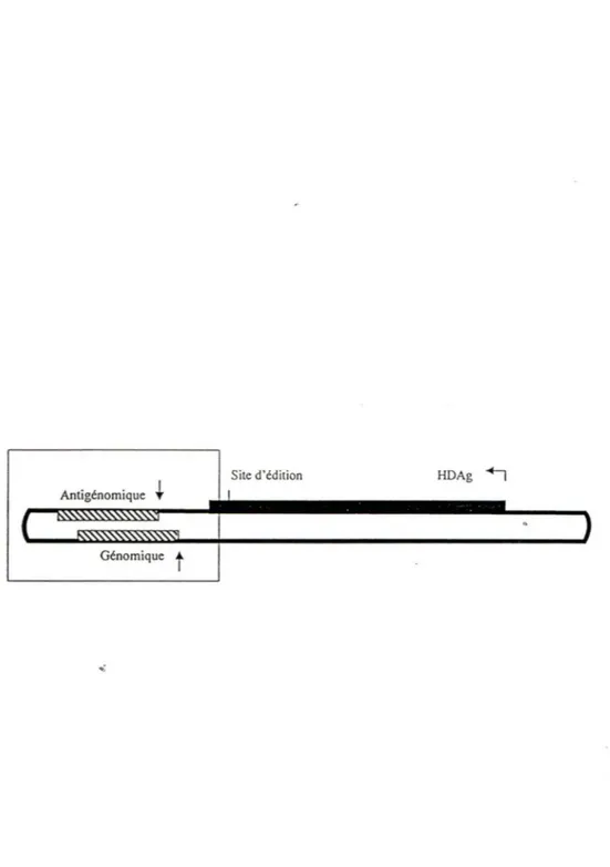 Figure 4: Représentation schématique de la structure secondaire en tige  du  génome  du  virus de  l'hépatite delta