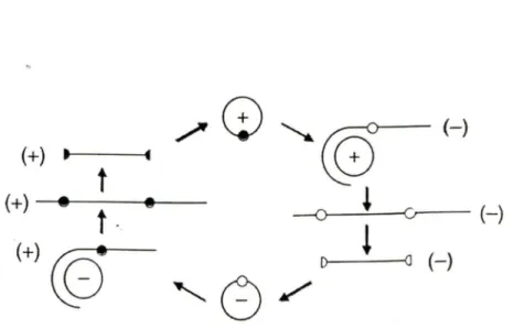 Figure  5:  Représentation  du  cycle  de  réplication  en  cercle  roulant  du  VHD.  Les  petits cercles noirs  et blancs représentent les  sites  d'autocoupure  des  brins  génomique et  antigénomique