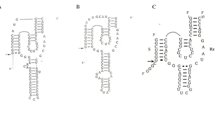 Figure 6:  R eprésentation  schématique des  motifs  autocatalytiques d ' ARN  du  VHD