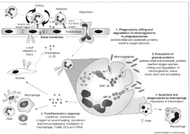 Figure 1.1  Défense immunitaire de neutrophiles. 