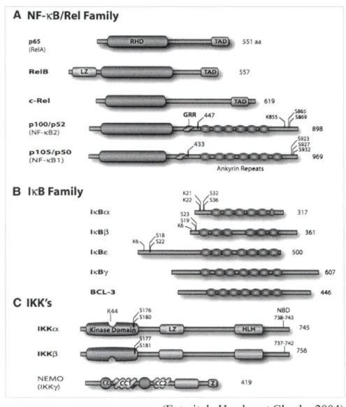 Figure 1.4  A  NF-KB/Rel Family B p65 (Rel A) R e lB c - R e l p100/p52 (NF-KB2) p 1 05/ p50 (NF-KBl) hcB Family C  IKK's I KKcx