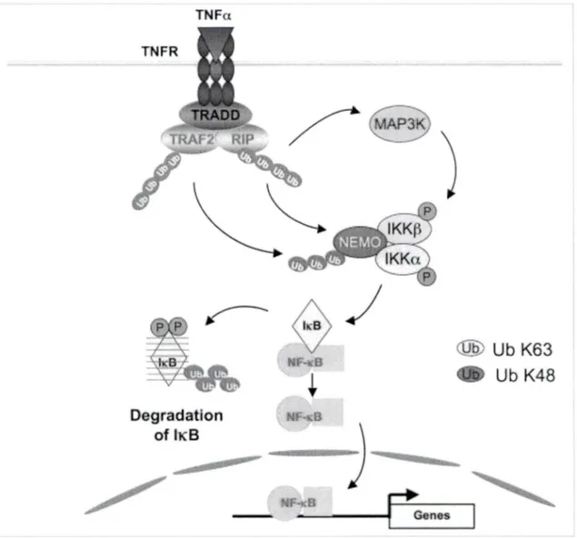 Figure 1.6  TNFa DegradaUon of h&lt;B  _ \ ------- ---) ---------~---Ô n  s  Ub K63  Ub K48  (Extrait de Li et Lin , 2008) 