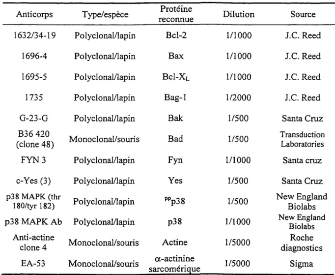 Tableau 2.  Anticorps utilisés pour les analyses en western blot 