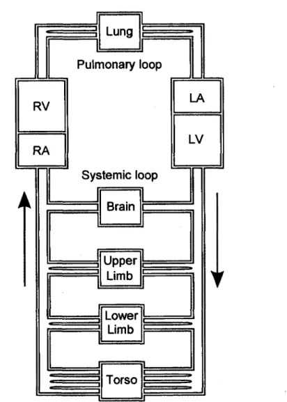 Figure  2.2:  Schematic  view  of the  cardiac  model.  LA  and  LV designate  respectively  Left  Atrium  and  Left  Ventricle