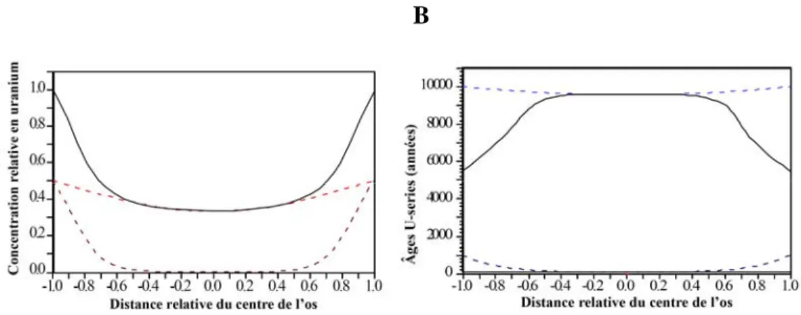 Figure 13.  Incorporation d’uranium en deux phases distinctes. Le profil d’uranium semble se  conformer au modèle ayant une forme de ∪ (A)