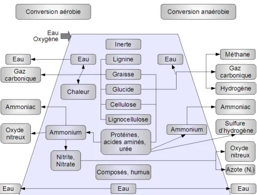 Figure 5  Substrats et produits de l’activité microbienne dans du compost (adaptée de Schuchardt, 2005) 