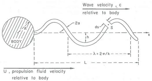 Figure 2.15 Propulsion par agelle suivantun mouvementondulatoire. Schéma issu de Brennen etWinet[19]