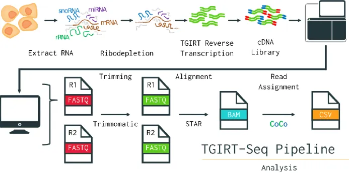 Figure 3: TGIRT-Seq + CoCo Pipeline for Holistic RNA Sequencing 