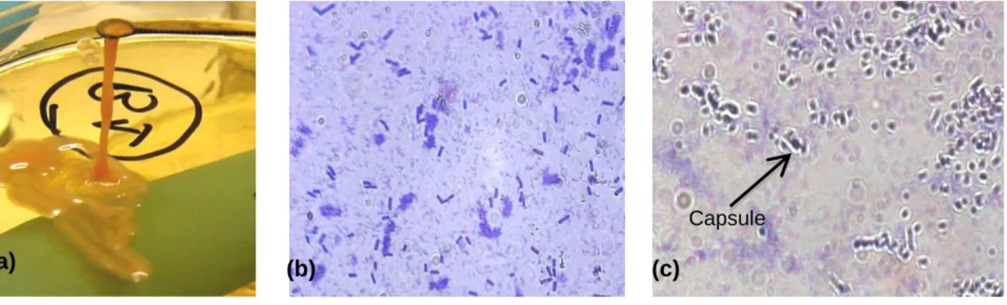 Figure 1 : (a) Slime EPS producing bacterial strain (BS1) showing string of secreted biopolymer  on PCA agar plate, (b) Capsular staining results revealed the absence of cellular bound EPS in  BS1, (c) and the presence of capsular EPS in BS2