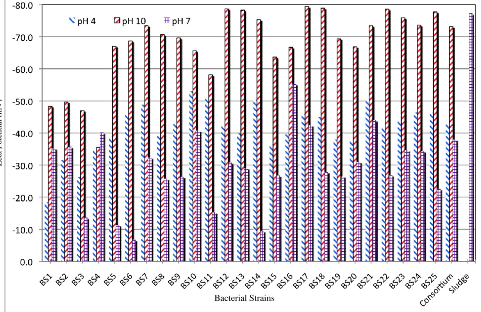 Figure 4: Zeta potential values of bacterial broth obtained from 25 bacterial strains and consortium at different pH (4, 7 &amp; 10)