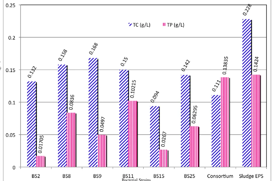 Figure 6: Extracted slime EPS total carbohydrates (TC) and total protein (TP) concentrations from six selected pure bacterial strains,  consortium and fresh sludge.