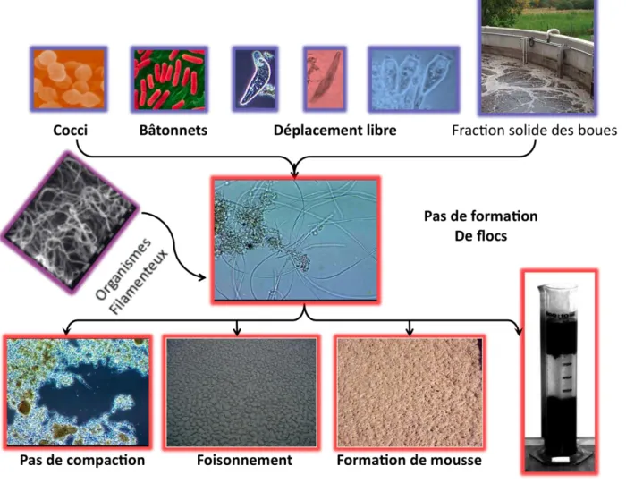 Figure  2 :  Représentation  schématique  du  phénomène  de  foisonnement  et  de  formation  de  mousse  causé  par une croissance incontrôlée des microbes filamenteux